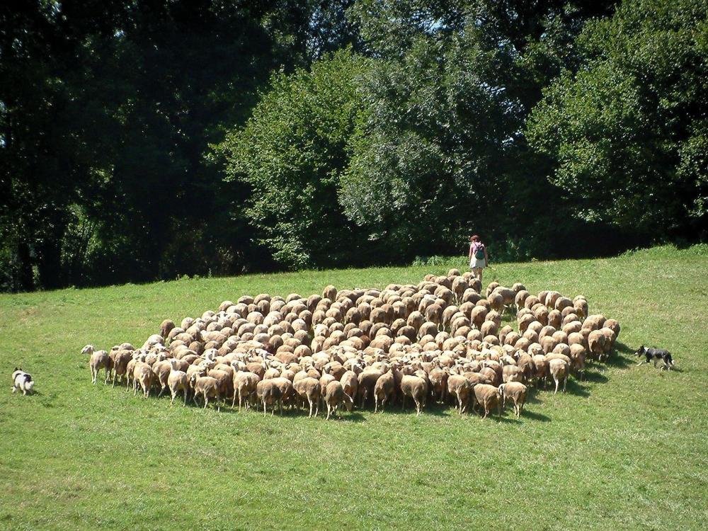 Guide du Tarn - Parc Naturel Régional du Haut-Languedoc - Bergère et son troupeau de moutons dans une prairie