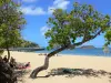 Tartane - Presqu'île de la Caravelle : plage de Tartane ombragée d'arbres, avec vue sur l'îlet Tartane et l'océan Atlantique 