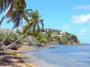 Tartane - Presqu'île de la Caravelle : cocotiers au bord de l'océan Atlantique et maisons de la pointe à Bibi