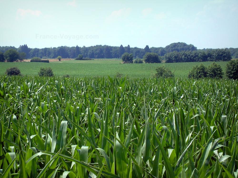 Guide du Territoire de Belfort - Paysages du Territoire de Belfort - Champ de maïs, arbres et forêt au loin