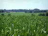 Guida del Territorio di Belfort - Paesaggi del Territorio di Belfort - Cornfield alberi e delle foreste in lontananza