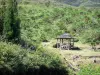 The Tévelave forest - Tourism, holidays & weekends guide in the Réunion