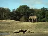 Thoiry野生动物园 - 动物园里的大象