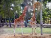 Thoiry野生动物园 - 动物园的长颈鹿