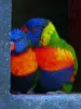 Thoiry野生动物园 - 动物园的彩虹鹦鹉