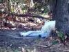 Thoiry野生动物园 - 来自动物园的北极狼