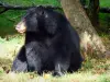 Thoiry野生动物园 - 动物园里的巴里巴尔熊