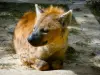 Thoiry野生动物园 - 动物公园的动物