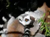 Thoiry野生动物园 - 动物园里的猫狐猴