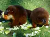 Thoiry野生动物园 - 动物学公园的红腹狐猴