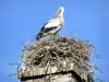 Toul - Het nest van de ooievaar