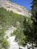 Toulourenc gorges - Cliff of the gorges dominating the trees