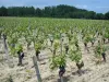 Touraine vineyards - Vineyards and trees