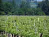 Touraine vineyards - Vineyards and trees