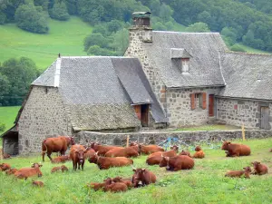 Tournemire y el castillo de Anjony - Manada de vacas en un prado en el borde de una casa de piedra