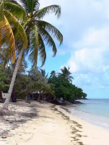 La Trinité - Plage de l'anse Cosmy bordée d'arbres et de cocotiers