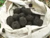 Truffles from Haute-Marne - Gastronomy, holidays & weekends guide in the Haute-Marne