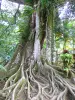 Tuin van Balata - Ficus strangler