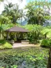 Tuin van Balata - Hut aan de rand van de visvijver en de palmbomen van de Botanische Tuin