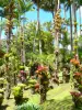 Tuin van Balata - Bromelia's en palmen