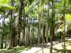 Tuin van Balata - Loop tussen de palmbomen