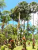 Tuin van Balata - Bromelia's en palmen