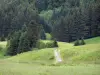 Upper Jura Regional Nature Park - Footpath lined with prairies and spruces (trees)