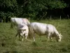 Vaca Charolaise - Vacas brancas em um pasto e árvores