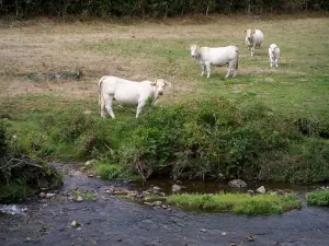 Vaca charolesa - Charolais vacas (vacas blancas) en un río