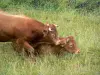 Vaca de limusina - Vacas Limousin em um prado