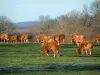 Vaca de limusina - Bando de limusines em um prado forrado com árvores