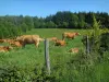 Vaca de limusina - Vacas em um prado, cerca, flores de vassoura e floresta (árvores), no Parque Natural Regional Périgord-Limousin