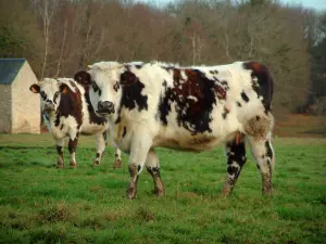 Vaca normanda - Vacas normandas em um pasto (Prado), cabana de pedra e floresta (árvores)