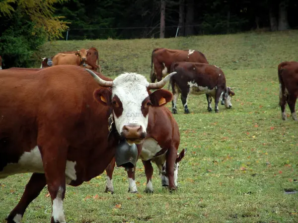 Vacas alpinas - Guia gastronomia, férias & fim de semana na Auvérnia-Ródano-Alpes