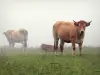 Vache Aubrac - Vaches Aubrac dans un pré en fleurs
