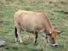 Vache Aubrac - Vache Aubrac paissant l'herbe d'un pâturage