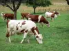 Vache Montbéliarde - Troupeau de vaches Montbéliardes dans un pré