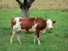 Vache Montbéliarde - Vache dans un pré