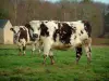 Vache normande - Vaches normandes dans un pâturage (prairie), cabane en pierre et forêt (arbres)