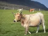 Vaches - Vache Aubrac et veaux dans un pré