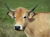 Vaches - Vache Aubrac