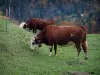 Vaches alpines - Alpage du massif des Aravis avec des vaches Abondance, forêt en arrière-plan