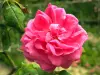 Val-de-Marne的玫瑰园 - 粉红色