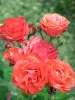 Val-de-Marne的玫瑰园 - 玫瑰