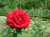 Val-de-Marne的玫瑰园 - 玫瑰红