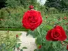 Val-de-Marne的玫瑰园 - 红玫瑰