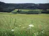 Val de Mouthe - Fleurs sauvages et herbes hautes en premier plan, prairies, sapins (arbres) et forêt ; dans le Parc Naturel Régional du Haut-Jura