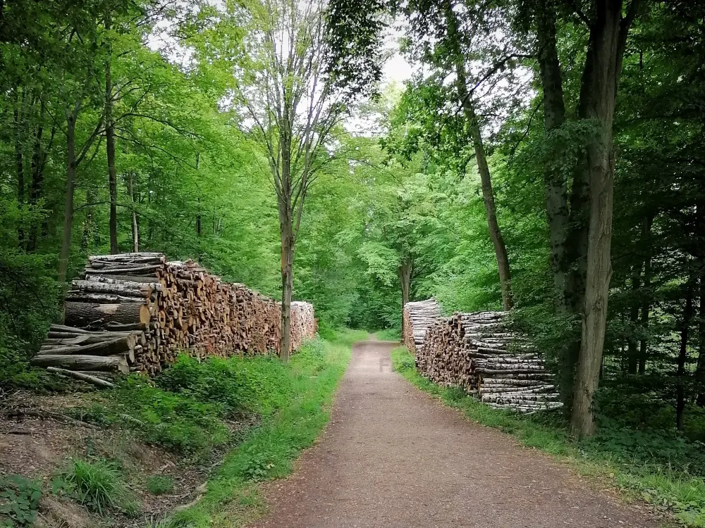 Guide of the Val-d'Oise - Montmorency forest - Forest path lined with trees and piles of wood