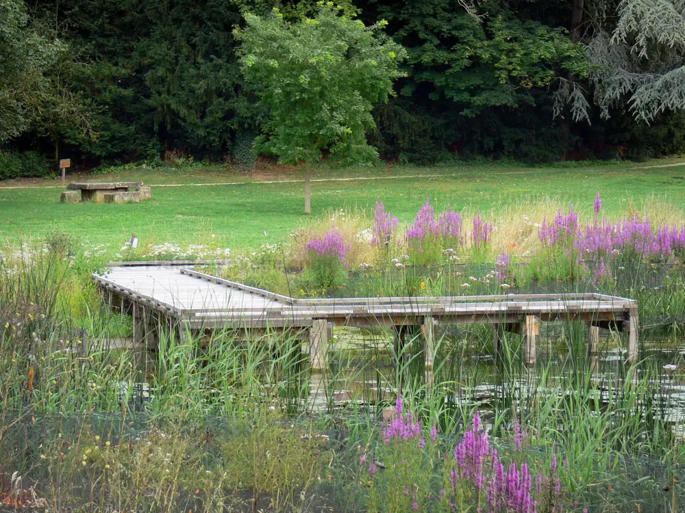 Guide of the Val-d'Oise - French Vexin Regional Nature Park - Pontoon on a pond, reeds, wild flowers, meadow and trees