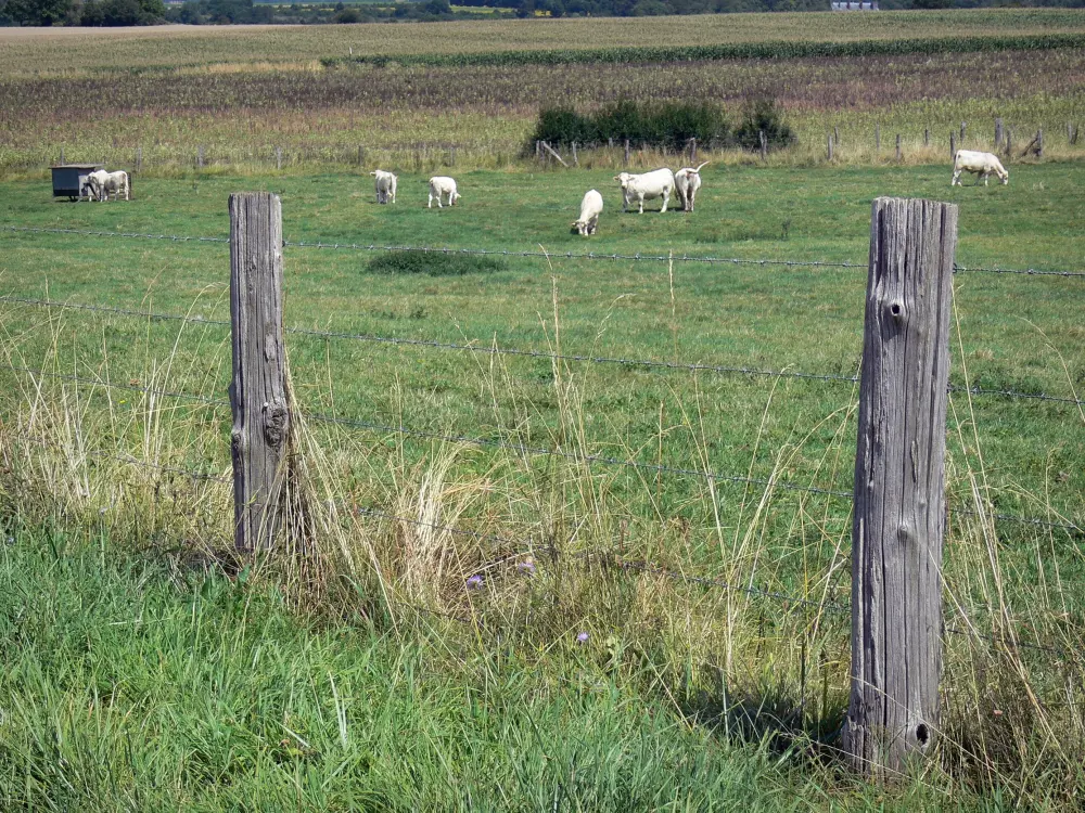 Guide of the Val-d'Oise - Landscapes of Val-d'Oise - Vexin Français Regional Nature Park: fence in the foreground and cows in a meadow